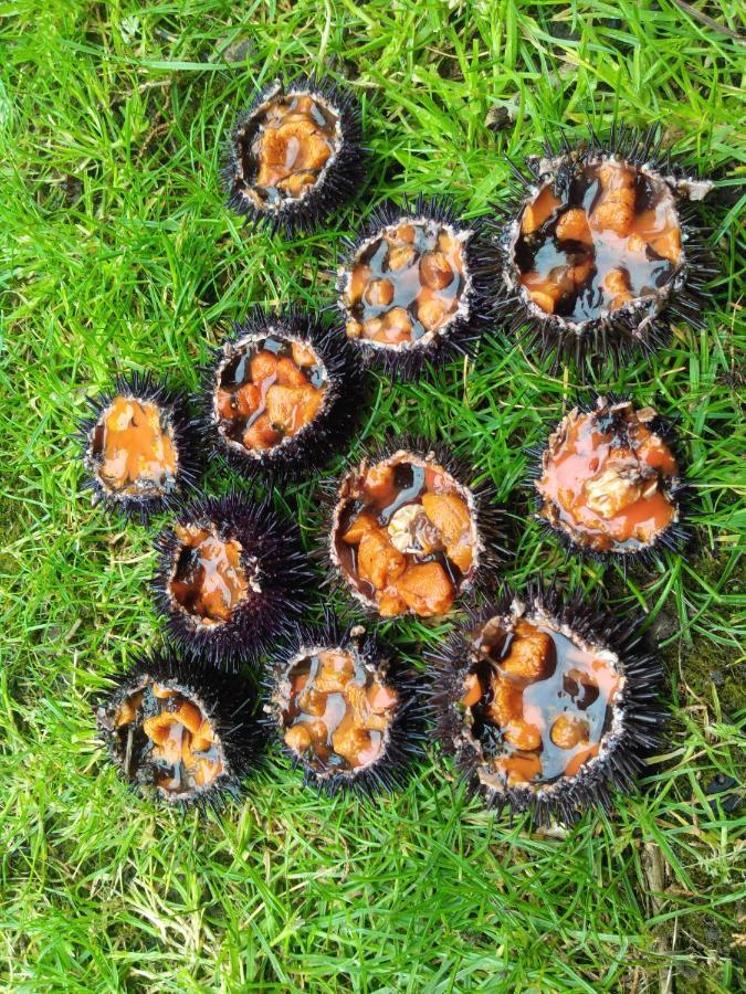 Le Petit Coin De Paradis Roscanvel Eksteriør bilde